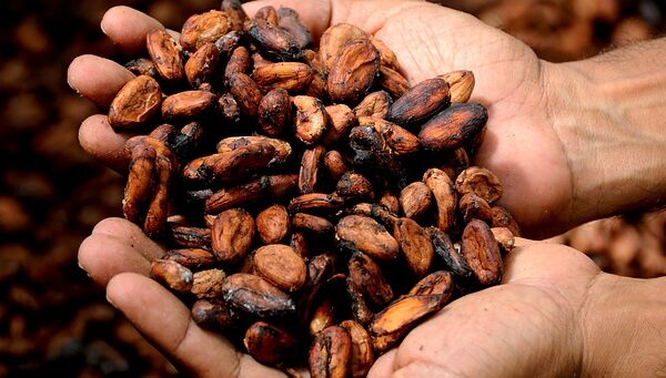 Chocolate Lovers Brace Yourselves: Cocoa Prices Skyrocket!